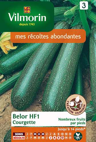 Courgette Vilmorin